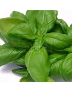 albahaca-fresca