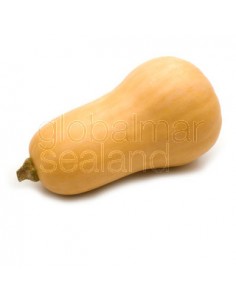 kg.-calabacin-fresco